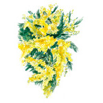 Acacia decurrens